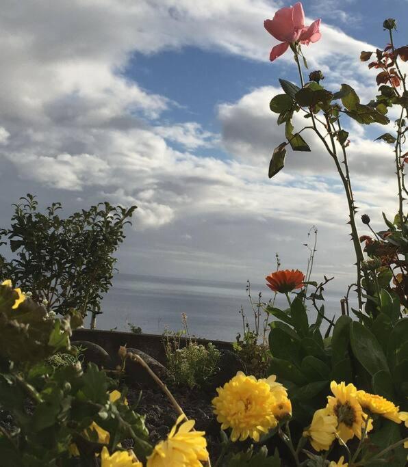 Sunflower Guest House - Madalena - Pico Sao Caetano  Екстериор снимка