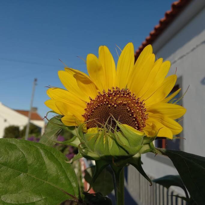 Sunflower Guest House - Madalena - Pico Sao Caetano  Екстериор снимка